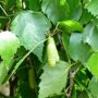 Zuil berk (Betula pendula 'Fastigiata')